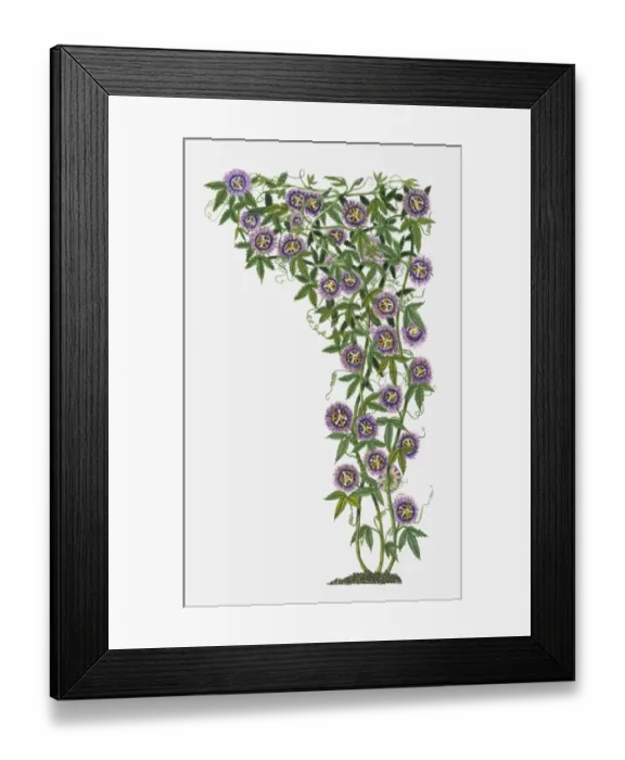 Framed Print : Passiflora Incarnata (Wild Passion Flower) with purple flowers and green leaves on climbing stems Framed Print : Passiflora Incarnata (Wild Passion Flower) with purple flowers and green leaves on climbing stems