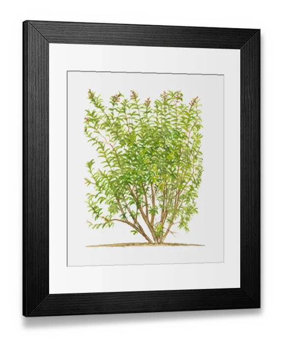 Framed Print : Aloysia triphylla (Lemon Verbena), flowering shrub with green leaves Framed Print : Aloysia triphylla (Lemon Verbena), flowering shrub with green leaves