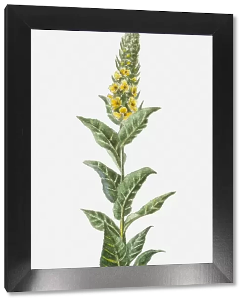 Verbascum thapsus (Common Mullein) with yellow flowers and green leaves on tall stem