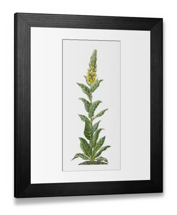 Framed Print : Verbascum thapsus (Common Mullein) with yellow flowers and green leaves on tall stem Framed Print : Verbascum thapsus (Common Mullein) with yellow flowers and green leaves on tall stem