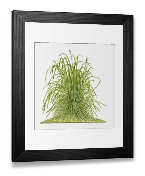 Framed Print : Cymbopogon citratus (Lemon Grass) Framed Print : Cymbopogon citratus (Lemon Grass)