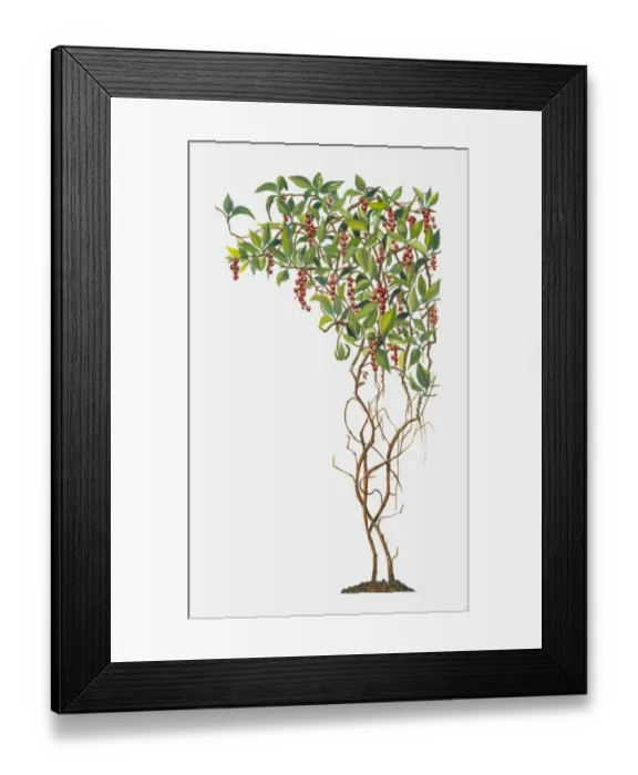 Framed Print : Schisandra (Magnolia Vine) with red berries and green leaves on climbing stems Framed Print : Schisandra (Magnolia Vine) with red berries and green leaves on climbing stems