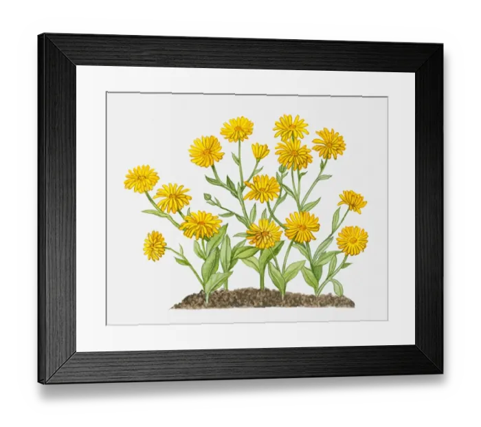 Framed Print : Calendula arvensis (Field Marigold) with yellow flowers and green leaves on long stems Framed Print : Calendula arvensis (Field Marigold) with yellow flowers and green leaves on long stems