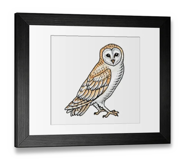 Framed Print : Illustration of Barn Owl (Tyto alba)