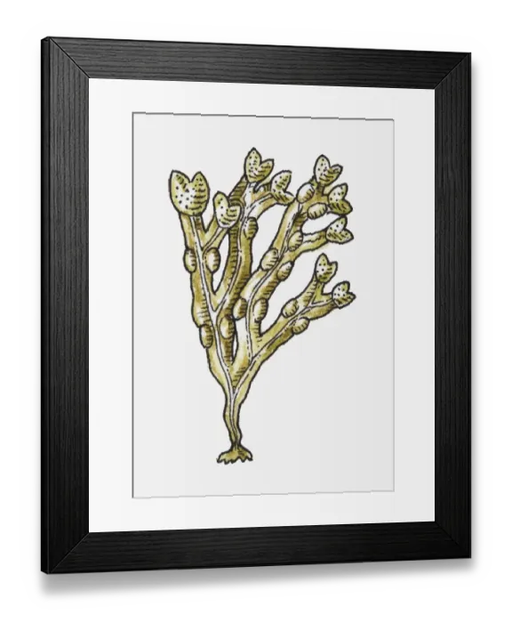 Framed Print : Illustration of Kelp Framed Print : Illustration of Kelp