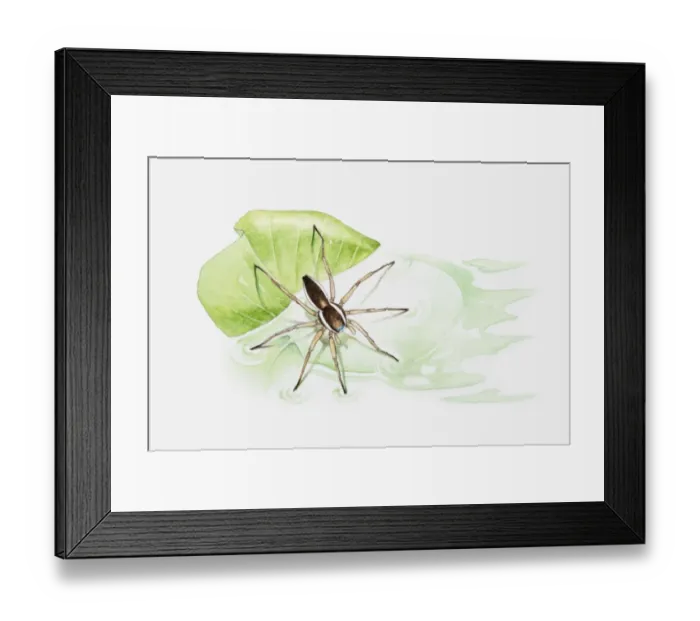 Framed Print : Illustration of a Raft spider (Dolomedes fimbriatus) on a leaf floating in a pond Framed Print : Illustration of a Raft spider (Dolomedes fimbriatus) on a leaf floating in a pond