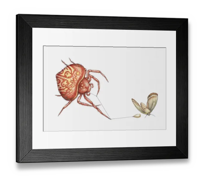 Framed Print : Illustration of Bolas spider (Cladomelea debeeri) catching moth with sticky lure at the end of a thread Framed Print : Illustration of Bolas spider (Cladomelea debeeri) catching moth with sticky lure at the end of a thread