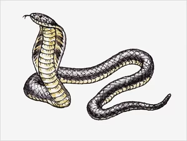 Illustration of King Cobra (Ophiophagus hannah)