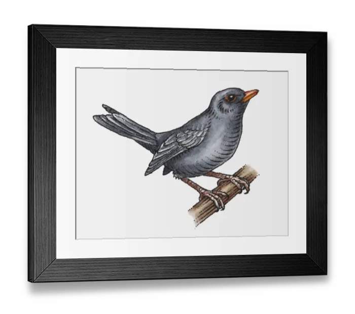 Framed Print : Illustration of a blackbird perching on a branch Framed Print : Illustration of a blackbird perching on a branch