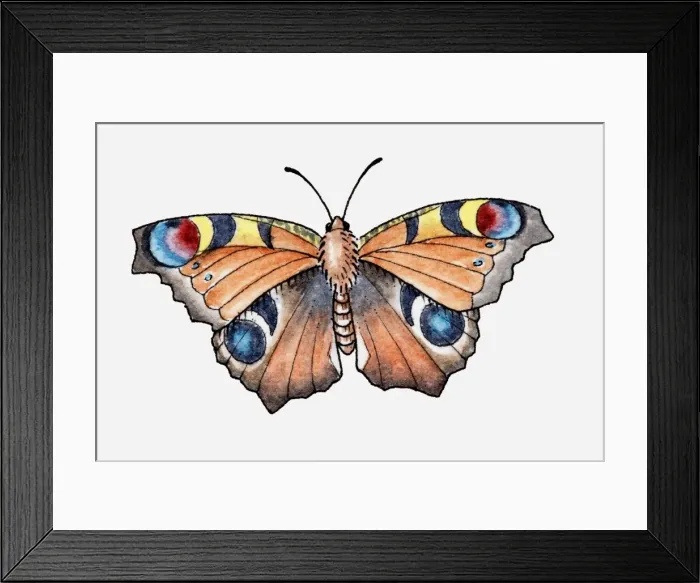 Framed Print : Illustration of a peacock butterfly Framed Print : Illustration of a peacock butterfly