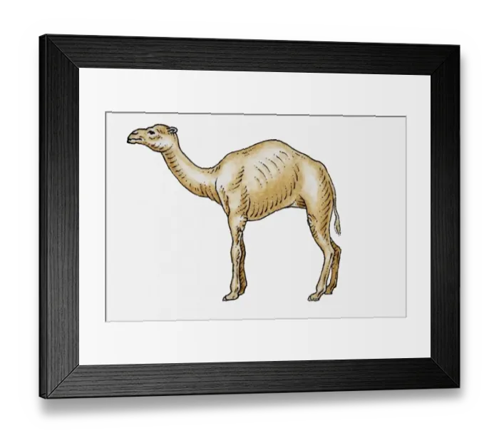 Framed Print : Illustration of dromedary camel, side view Framed Print : Illustration of dromedary camel, side view
