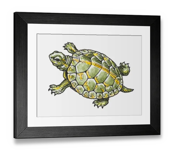 Framed Print : Illustration of a tortoise Framed Print : Illustration of a tortoise