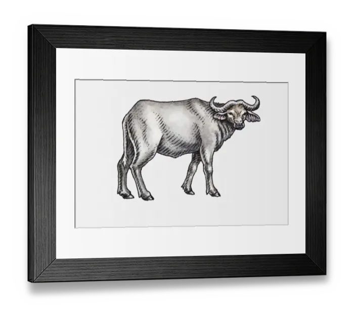 Framed Print : Illustration of an African buffalo, facing forward Framed Print : Illustration of an African buffalo, facing forward