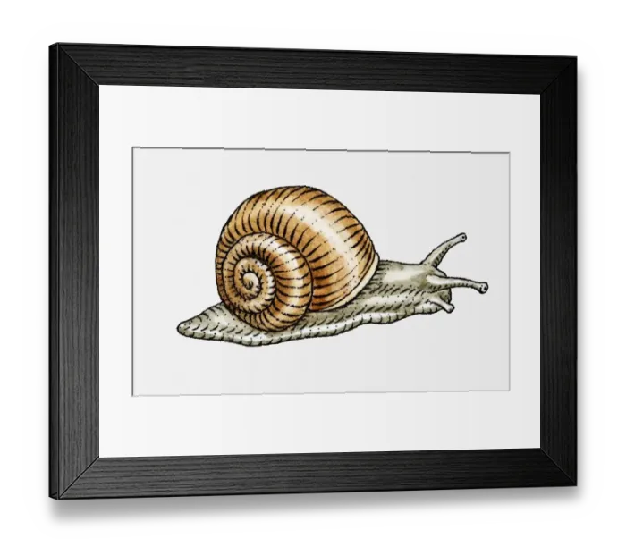 Framed Print : Illustration of Garden Snail (Helix aspersa)