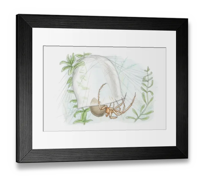 Framed Print : Illustration of a Water spider (Argyroneta aquatica) with bell-shaped web underwater