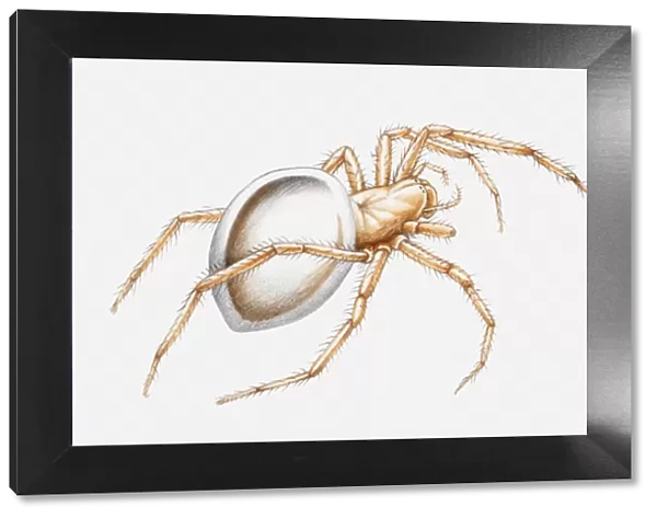 Illustration of a Water spider (Argyroneta aquatica)