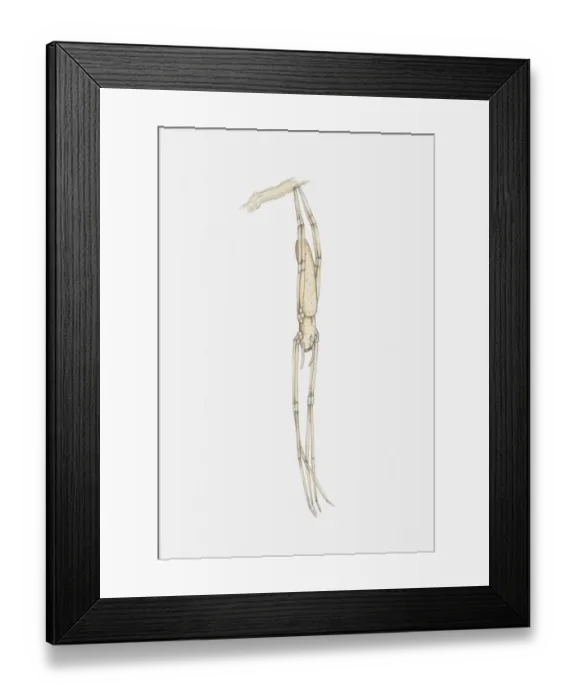 Framed Print : Illustration of a Net-catching spider (Deinopis sp. ) hanging upside down from a branch Framed Print : Illustration of a Net-catching spider (Deinopis sp. ) hanging upside down from a branch