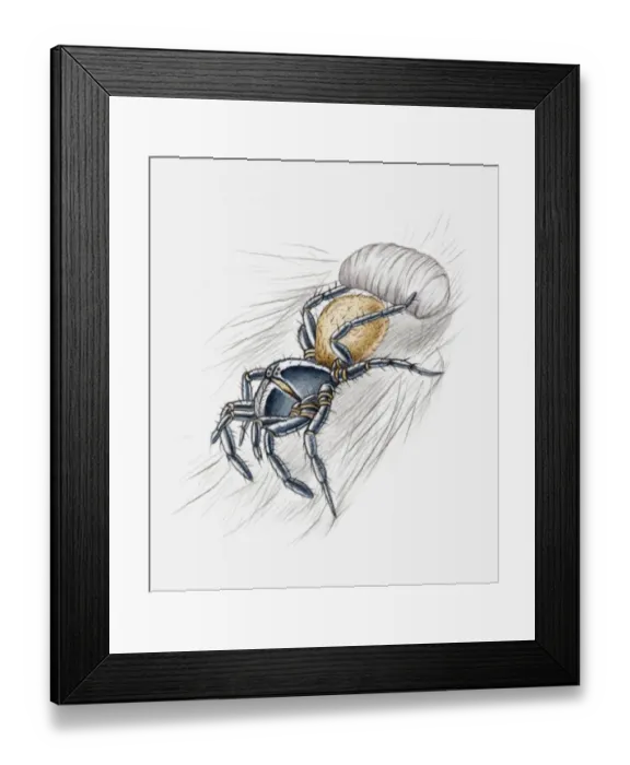 Framed Print : Illustration of a spider wrapping its prey in a silken cocoon Framed Print : Illustration of a spider wrapping its prey in a silken cocoon