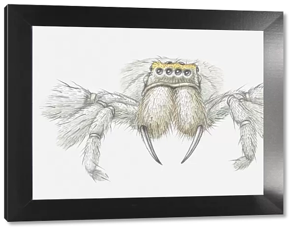 Illustration of spider with fangs clearly visible, front view