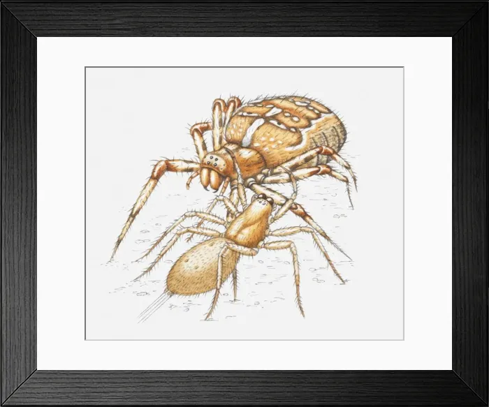 Framed Print : Illustration of two spiders fighting each other Framed Print : Illustration of two spiders fighting each other