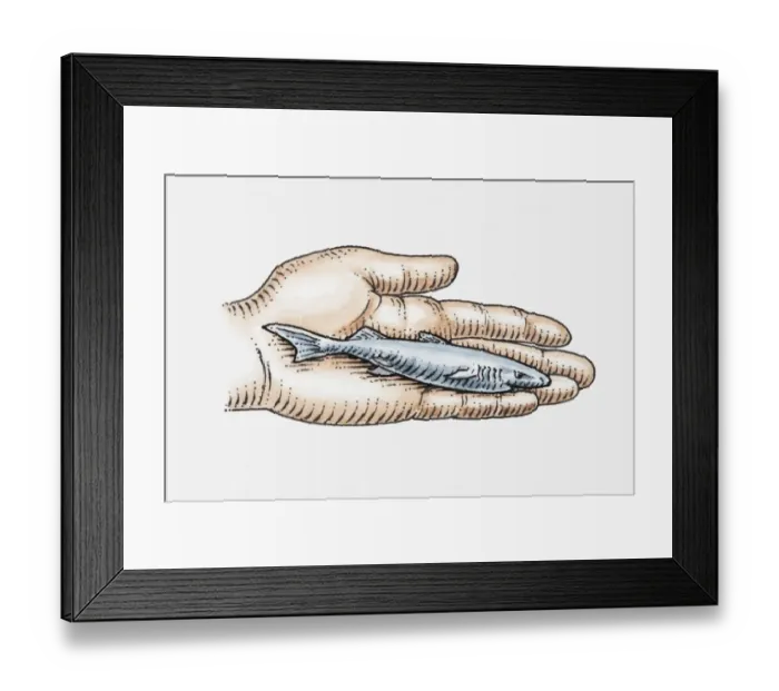 Framed Print : Illustration of Pygmy Lanternshark (Etmopterus fusus) in palm of hand Framed Print : Illustration of Pygmy Lanternshark (Etmopterus fusus) in palm of hand