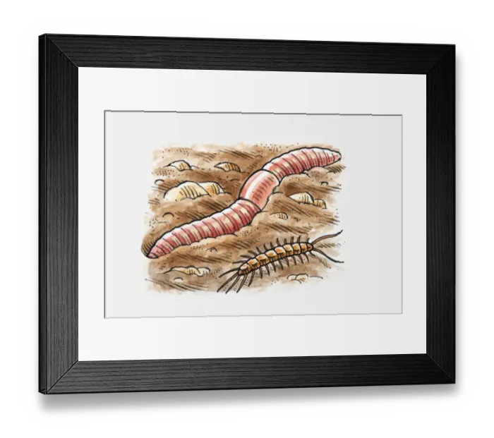 Framed Print : Illustration of earthworm and centipede in soil Framed Print : Illustration of earthworm and centipede in soil