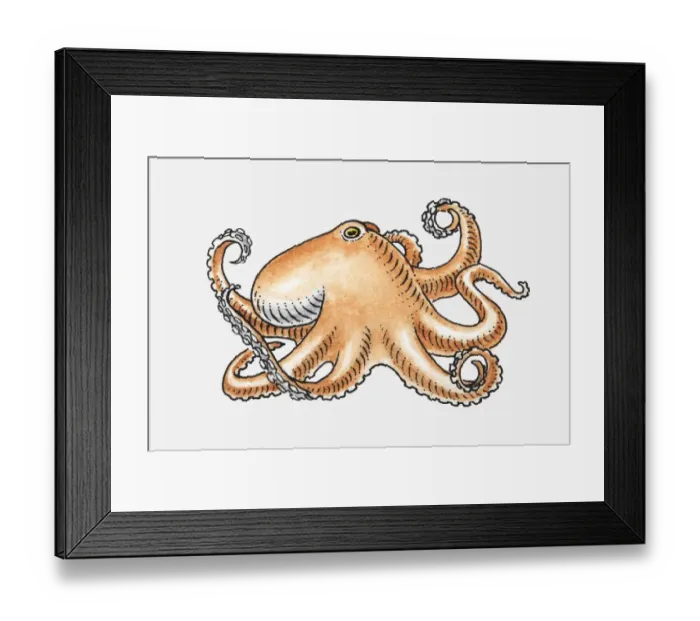 Framed Print : Illustration of an octopus Framed Print : Illustration of an octopus