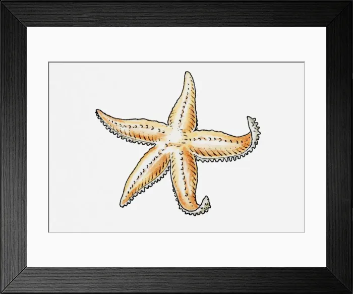 Framed Print : Illustration of a starfish Framed Print : Illustration of a starfish