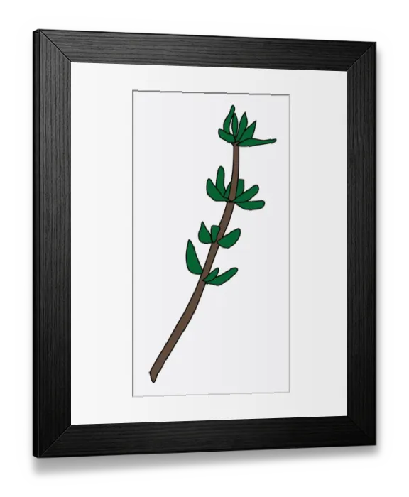 Framed Print : Digital illustration of green leaves of Thymus (Thyme) on stem Framed Print : Digital illustration of green leaves of Thymus (Thyme) on stem