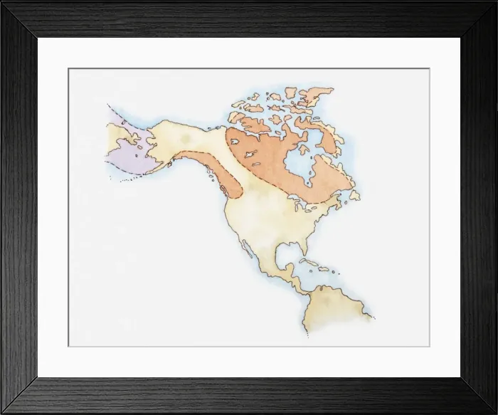 Framed Print : Illustration of North America and Greenland with areas covered in ice highlighted in red, land bridge in purple, c. 15, 000 years ago Framed Print : Illustration of North America and Greenland with areas covered in ice highlighted in red, land bridge in purple, c. 15, 000 years ago