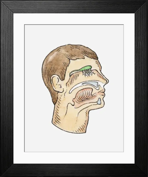 Framed Print : Anatomical illustration of a mans head showing sensory organs Framed Print : Anatomical illustration of a mans head showing sensory organs