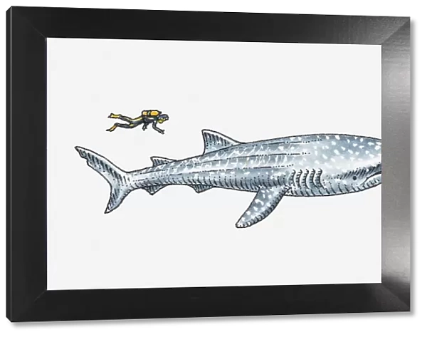 Illustration of diver near whale shark