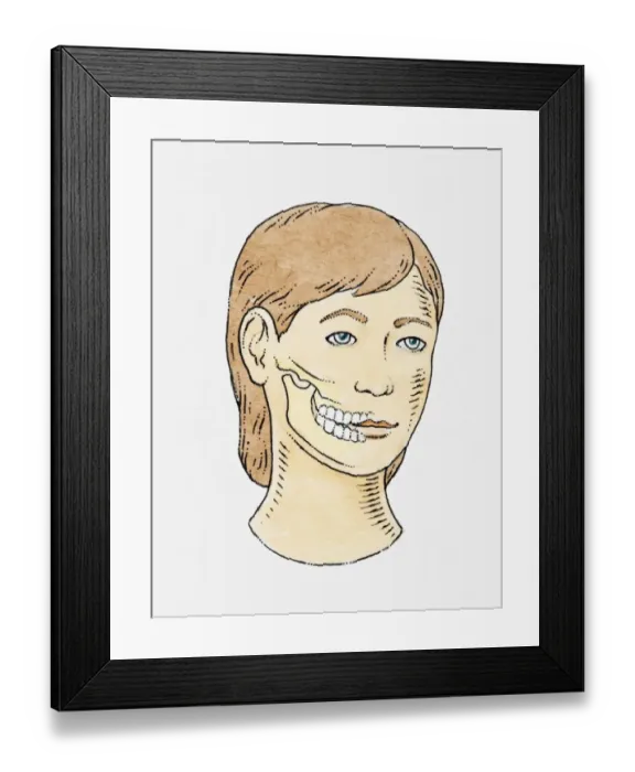 Framed Print : Cut-away illustration of teeth and jaw of a woman Framed Print : Cut-away illustration of teeth and jaw of a woman