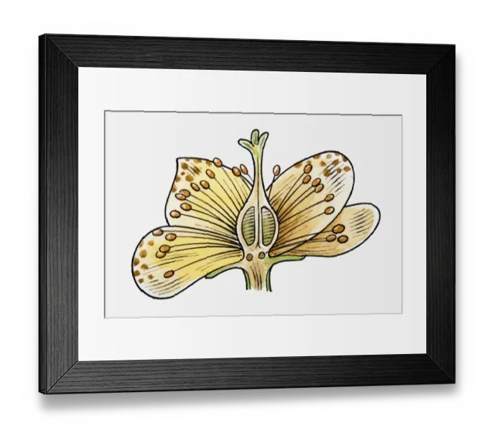Framed Print : Illustration of reproductive structure of a flower Framed Print : Illustration of reproductive structure of a flower