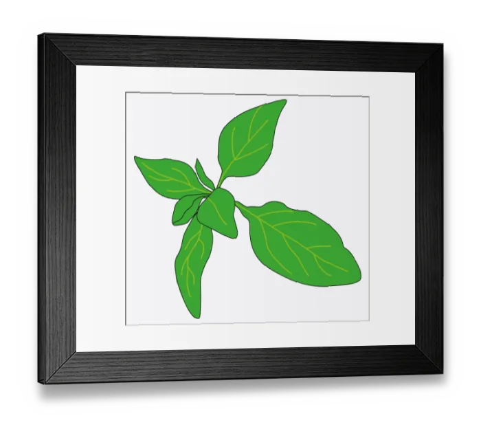 Framed Print : Digital illustration of green leaves of Origanum vulgare (Oregano) Framed Print : Digital illustration of green leaves of Origanum vulgare (Oregano)