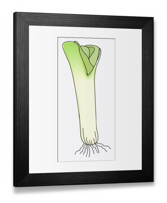 Framed Print : Digital illustration of Allium ampeloprasum var. porrum (Leek) Framed Print : Digital illustration of Allium ampeloprasum var. porrum (Leek)