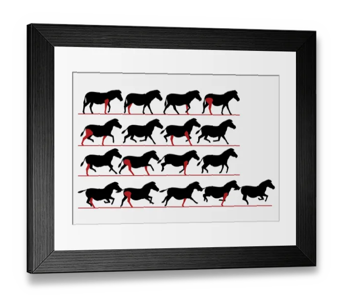 Framed Print : Series of digital illustrations showing Zebra gait from walking to galloping Framed Print : Series of digital illustrations showing Zebra gait from walking to galloping