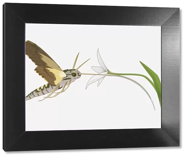 Digital illustration of Hummingbird Hawk Moth (Macroglossum stellatarum) using long tongue to feed on nectar from flower
