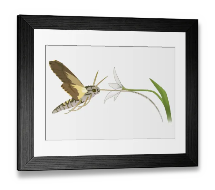 Framed Print : Digital illustration of Hummingbird Hawk Moth (Macroglossum stellatarum) using long tongue to feed on nectar from flower