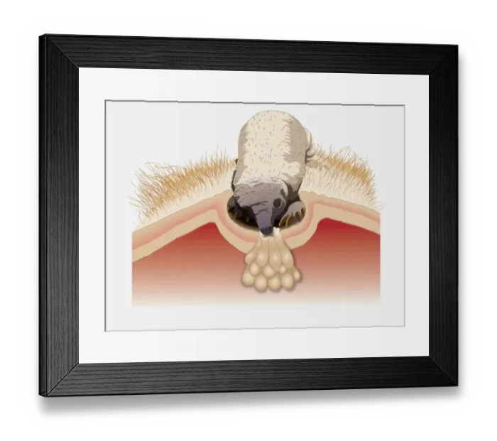 Framed Print : Digital illustration of Spiny Anteater (Echidna) puggle sucking from pores on milk patch in pouch Framed Print : Digital illustration of Spiny Anteater (Echidna) puggle sucking from pores on milk patch in pouch
