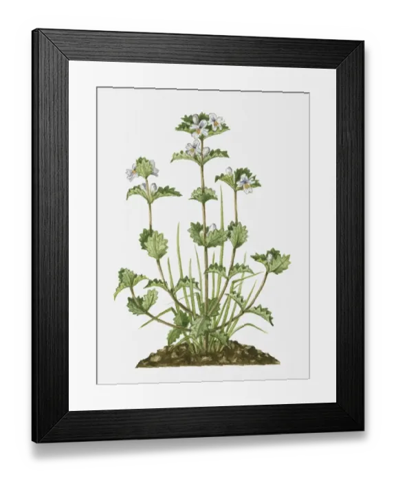 Framed Print : Euphrasia (Eyebright) with small white flowers and green leaves on tall stems