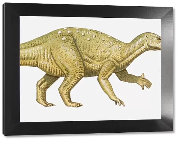 Illustration of an Iguanodon dinosaur, side view
