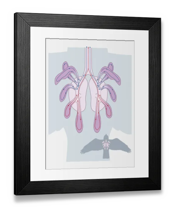 Framed Print : Digital illustration of avian respiratory system Framed Print : Digital illustration of avian respiratory system