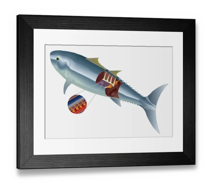 Framed Print : Digital illustration of deep muscle-tendon of Tuna Framed Print : Digital illustration of deep muscle-tendon of Tuna
