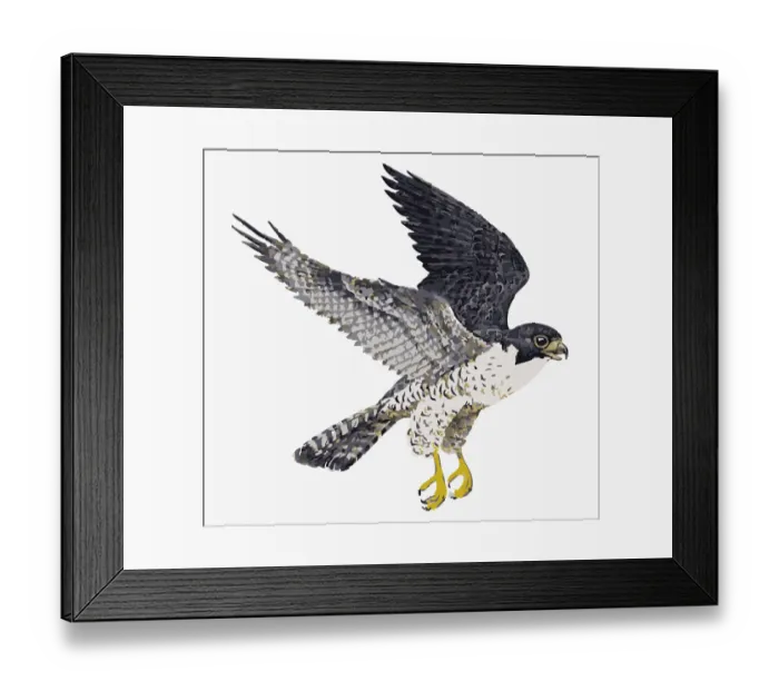 Framed Print : Digital illustration of Peregrine Falcon (Falco peregrinus) in flight Framed Print : Digital illustration of Peregrine Falcon (Falco peregrinus) in flight