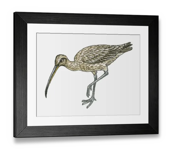 Framed Print : Illustration of Long-billed Curlew (Numenius americanus) Framed Print : Illustration of Long-billed Curlew (Numenius americanus)