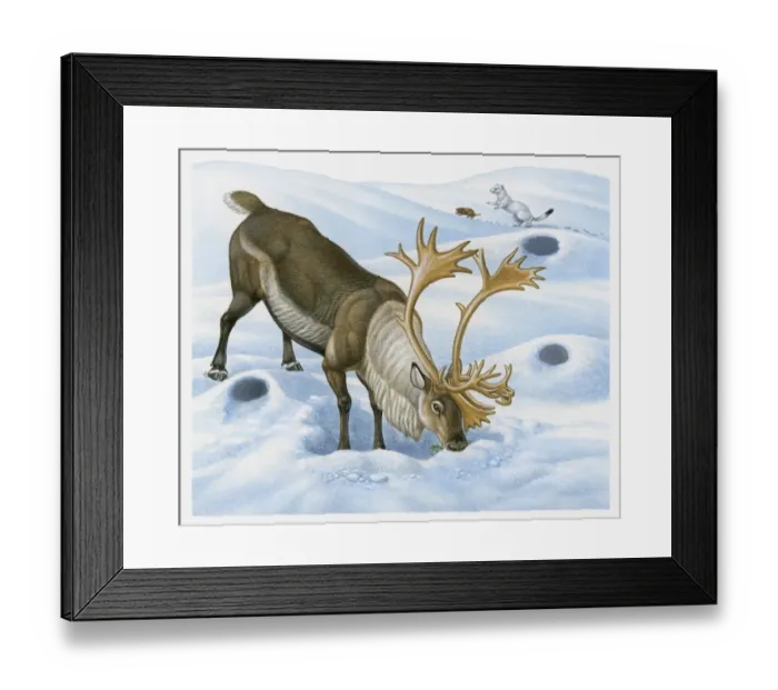 Framed Print : Illustration of Caribou (Rangifer tarandus) searching for food in snow with Ermine chasing Brown Lemming in background Framed Print : Illustration of Caribou (Rangifer tarandus) searching for food in snow with Ermine chasing Brown Lemming in background