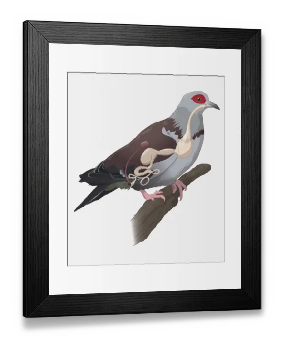 Framed Print : Digital illustration showing pigeon digestive system Framed Print : Digital illustration showing pigeon digestive system