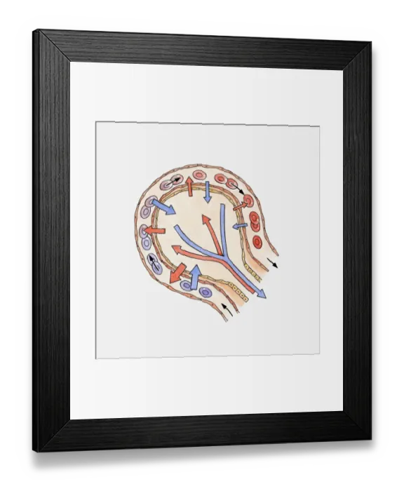 Framed Print : Illustration showing gas exchange in alveolus
