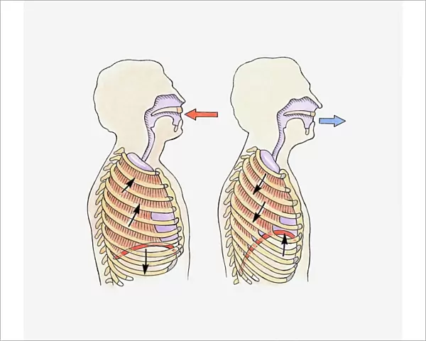 Illustration showing diaphragm moving down when exhaling and up when inhaling